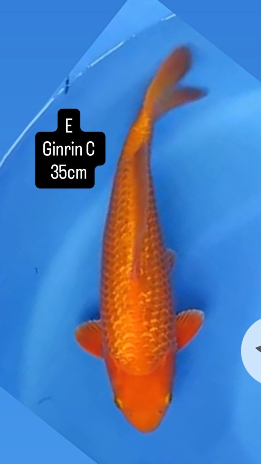 E. Kamboja Junior Champion