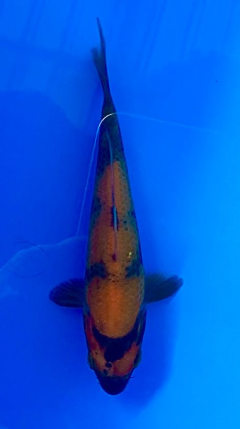 Juara 4