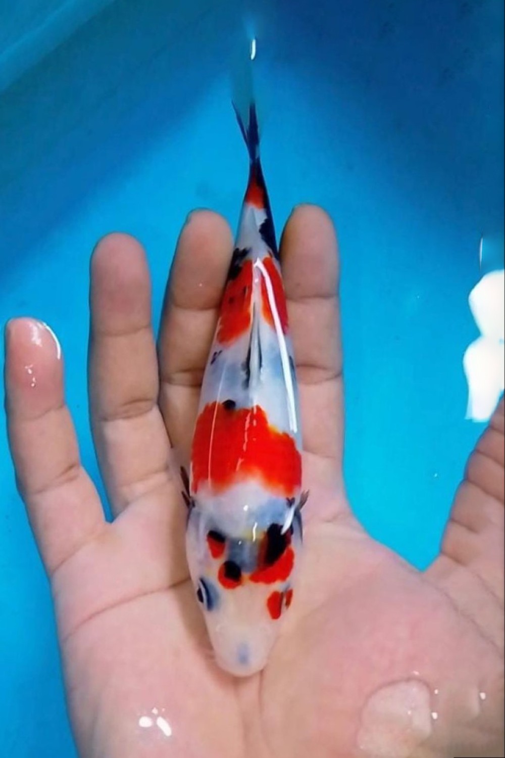 Juara 2