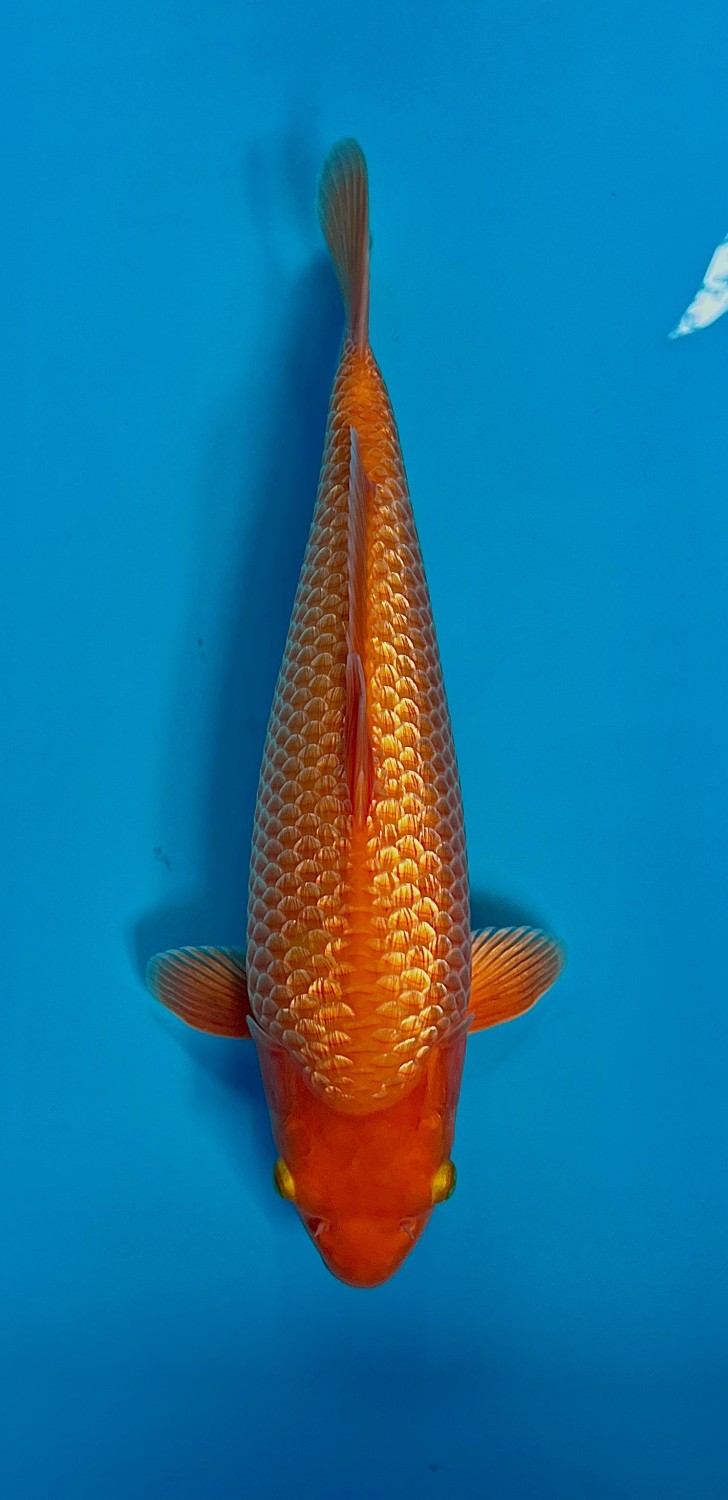 E. Kamboja Young Champion