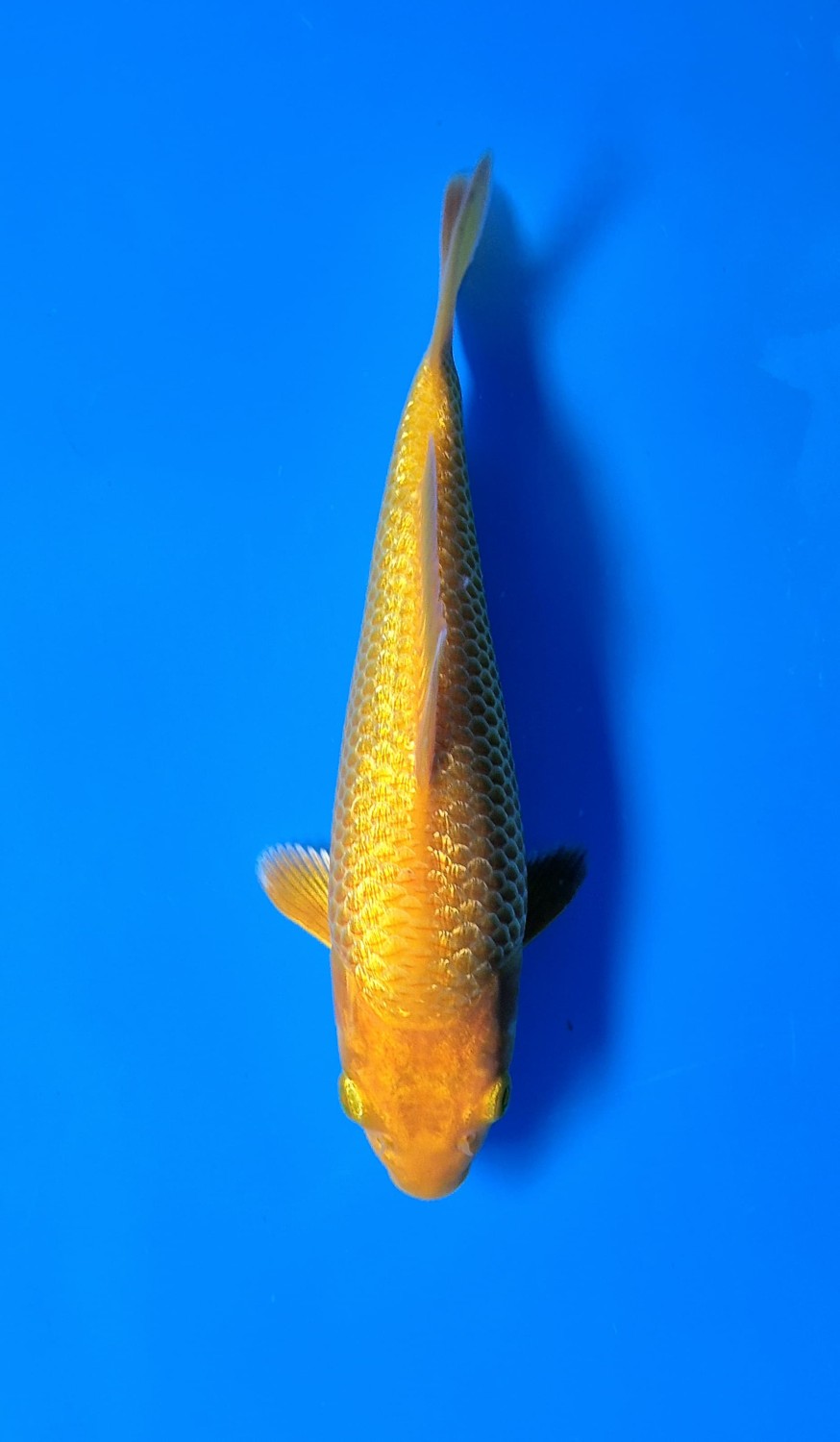Juara 3
