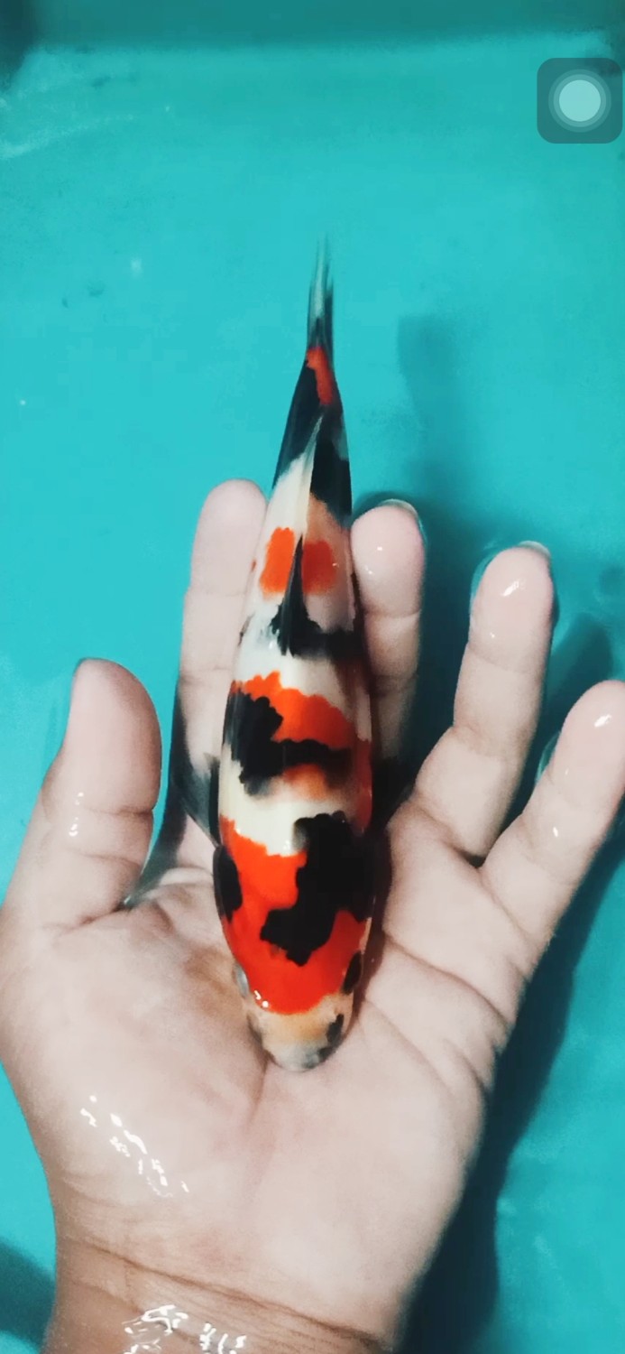 Juara 4