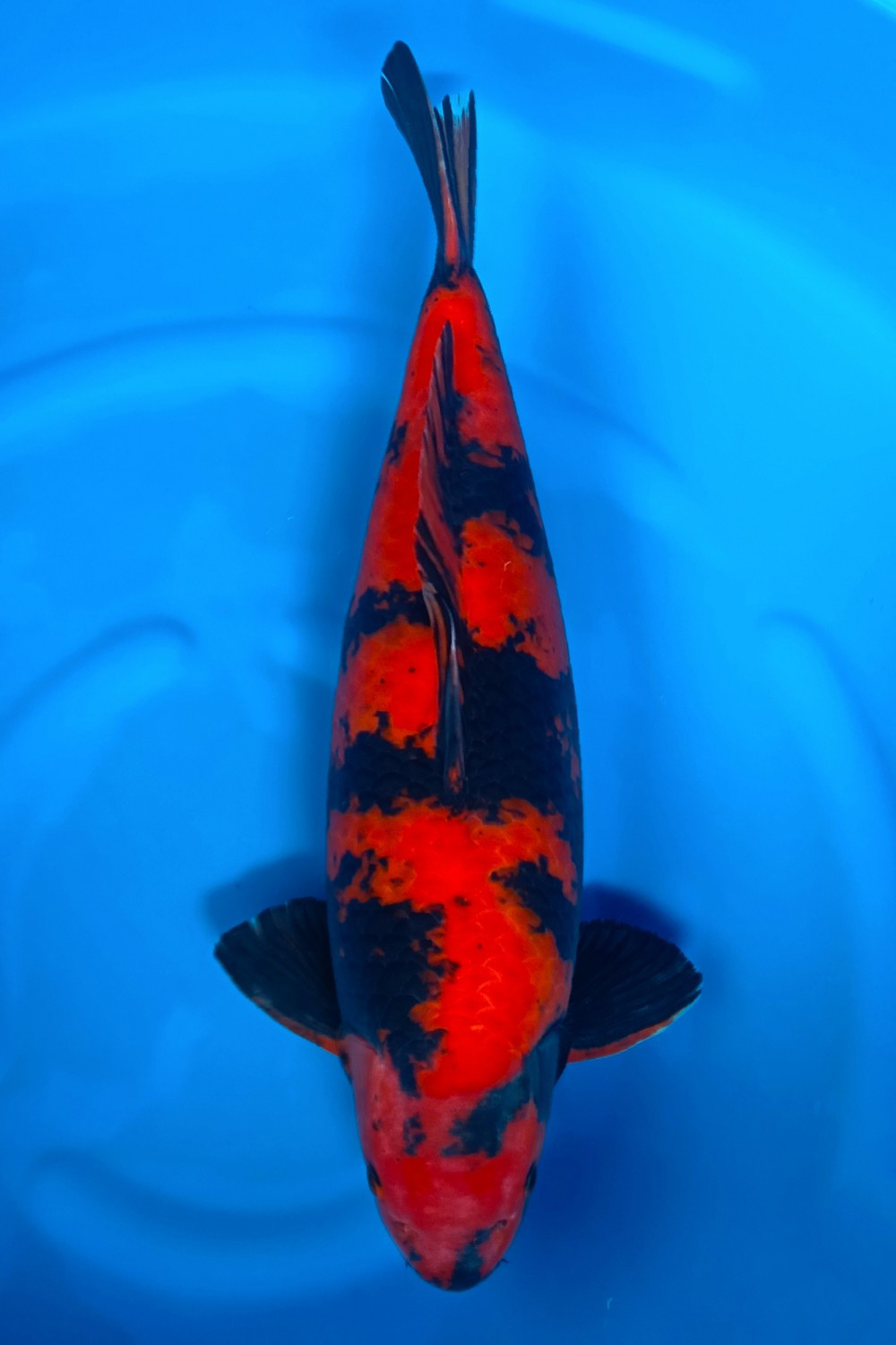 Juara 1