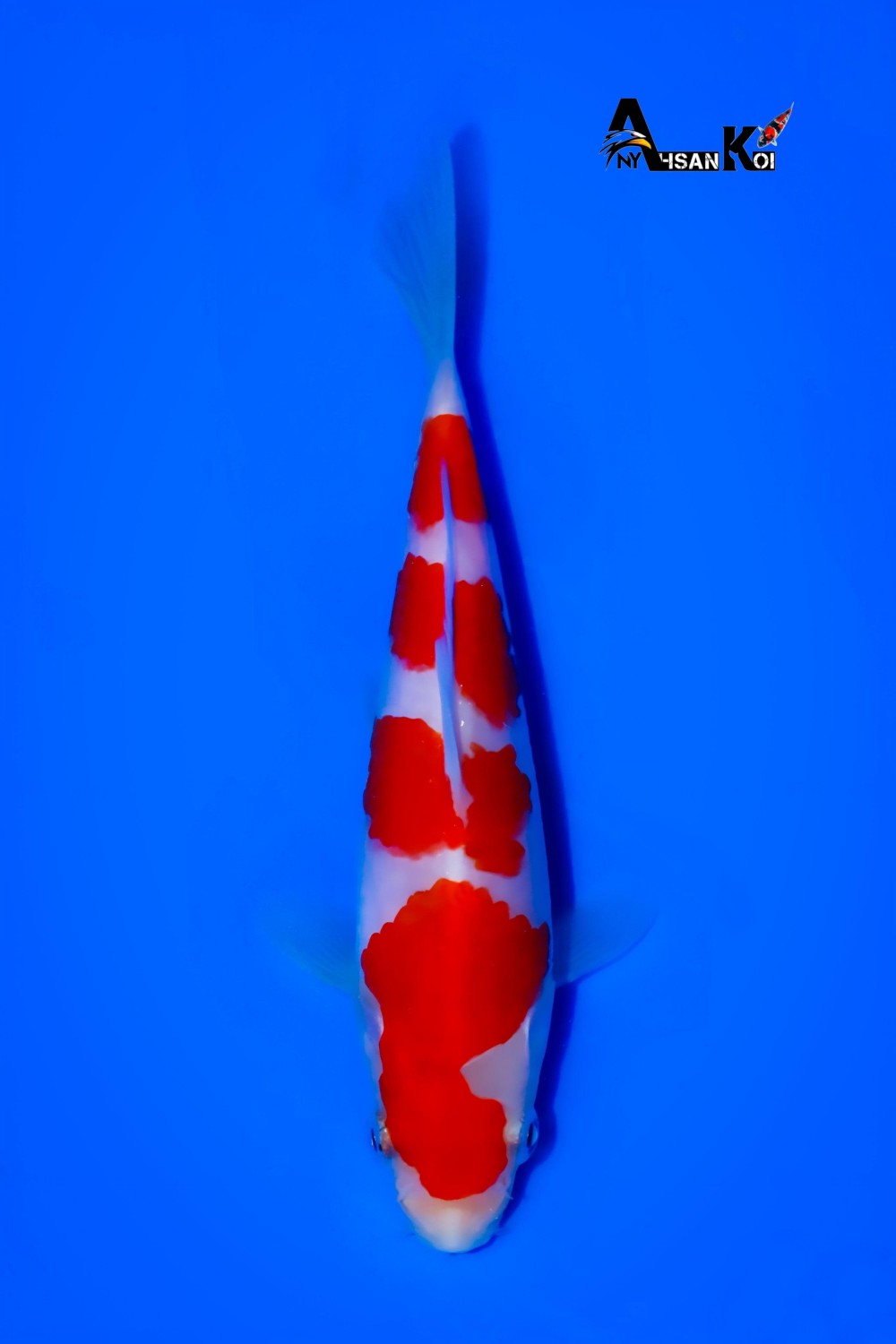 Juara 4