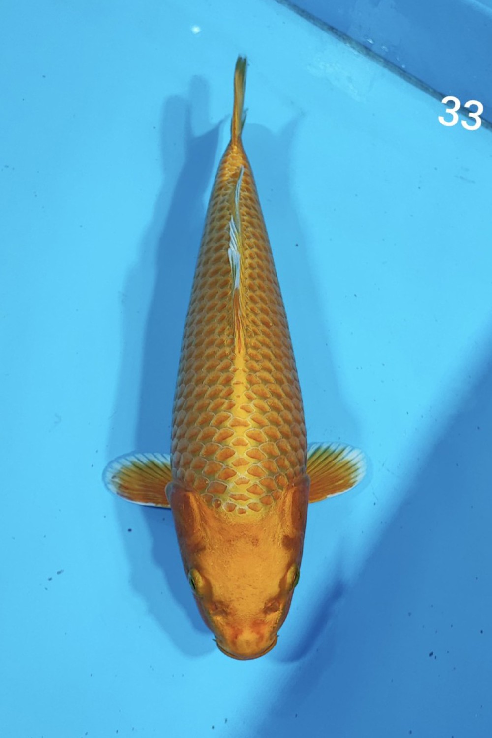 Juara 1