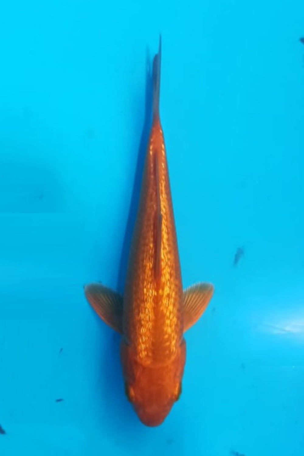 Juara 2