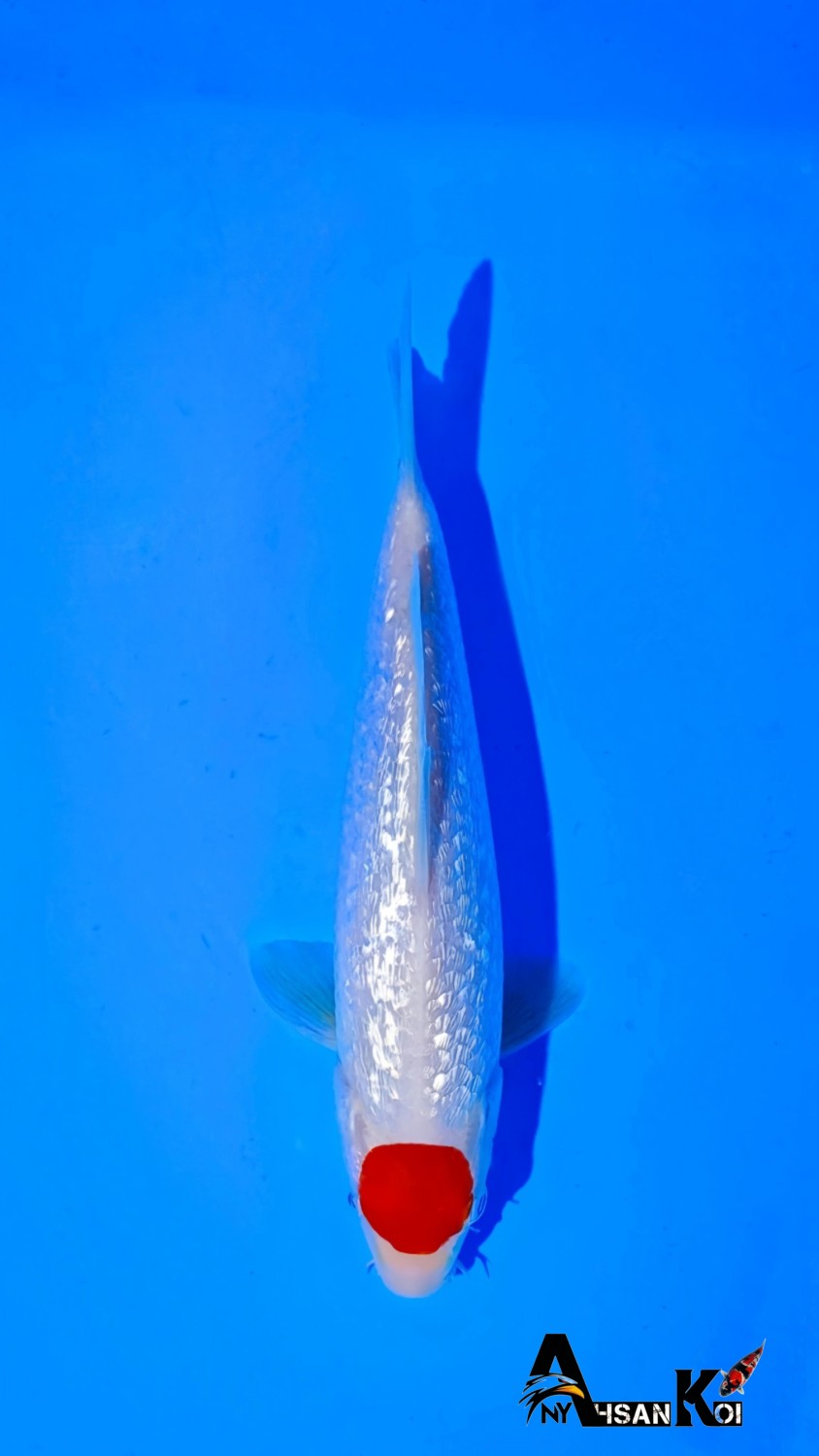 Juara 1