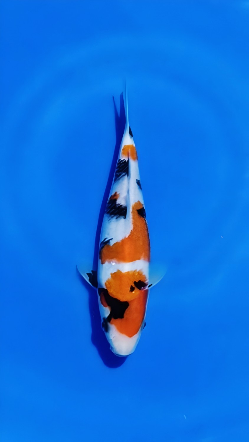 F. Tategoi Prize 16 - 20 cm