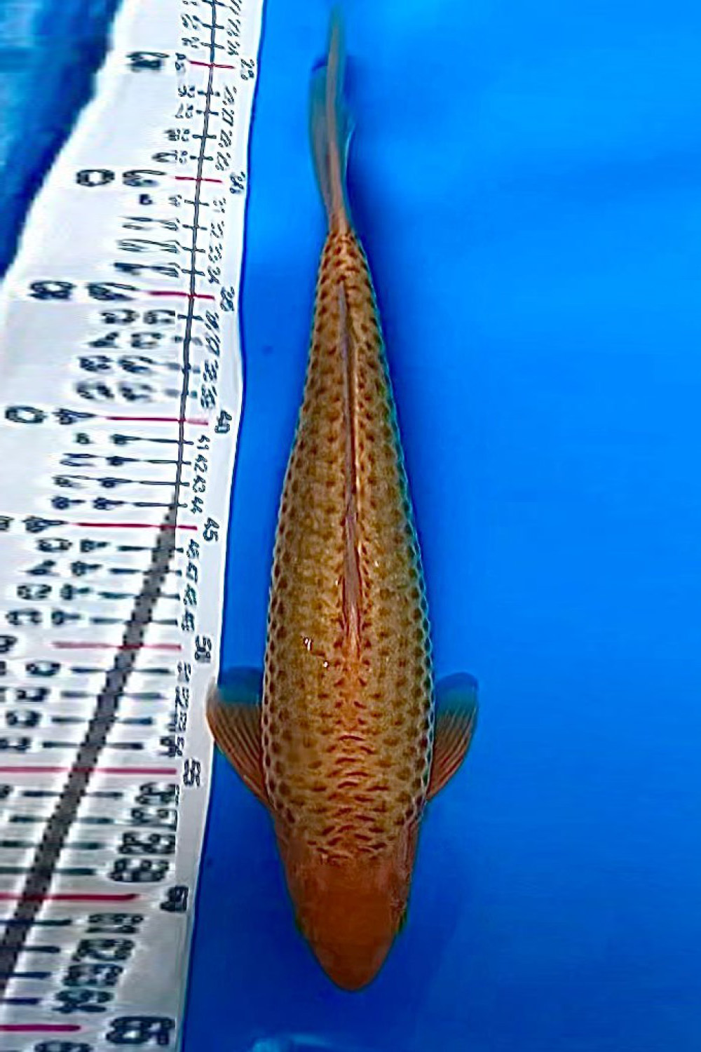 Juara 2