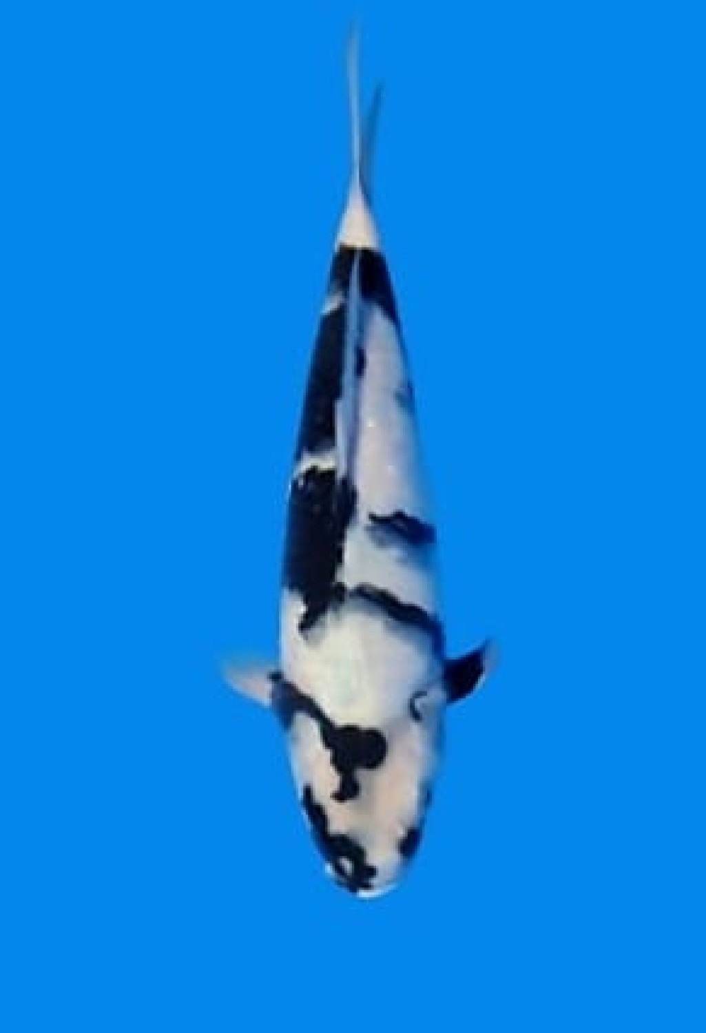 Juara 5