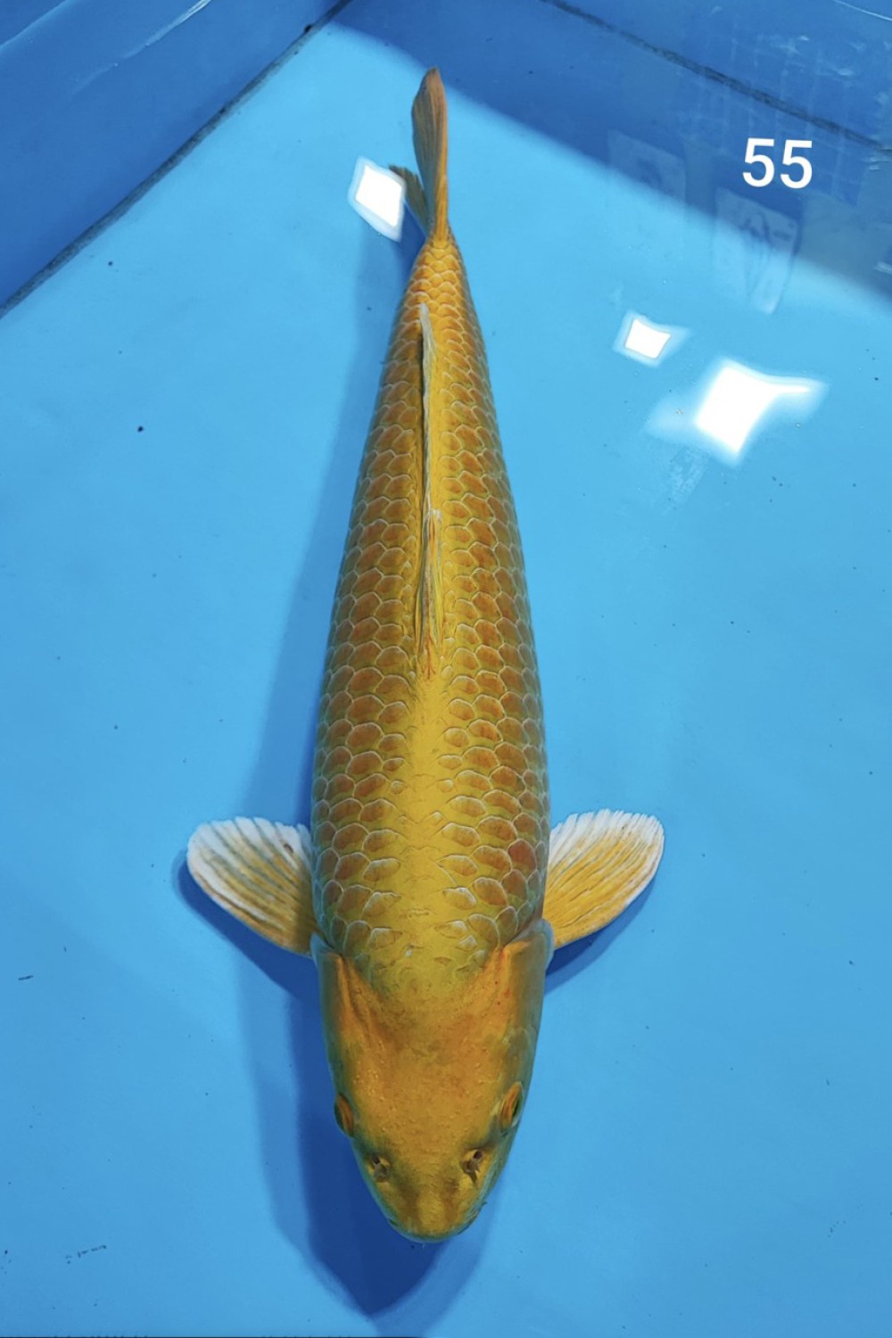 Juara 1