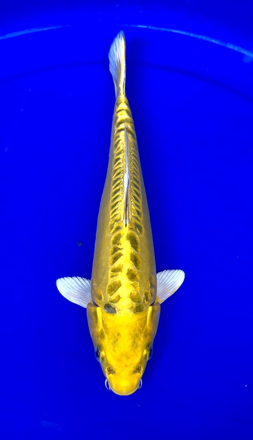 Juara 1