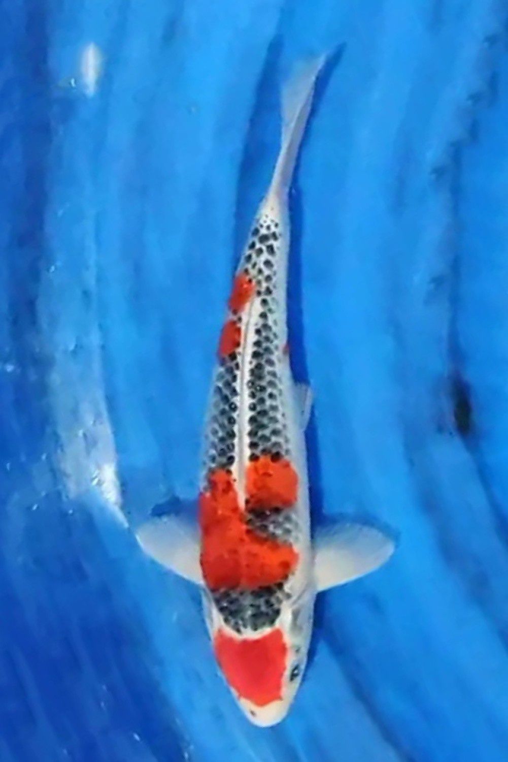Juara 1