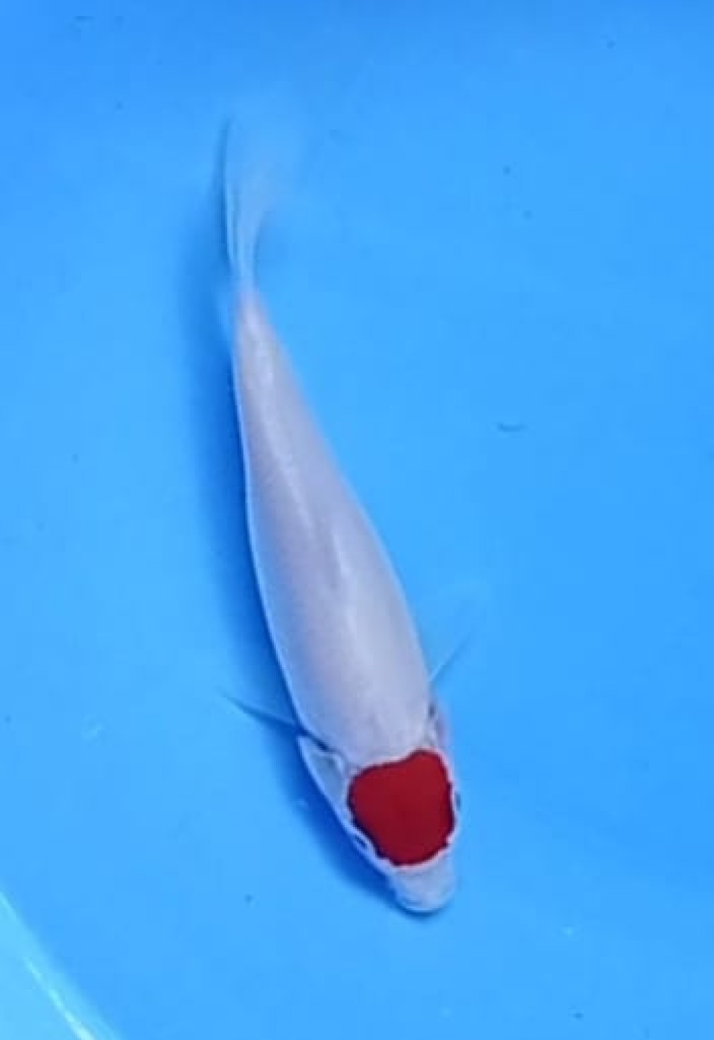 Juara 5