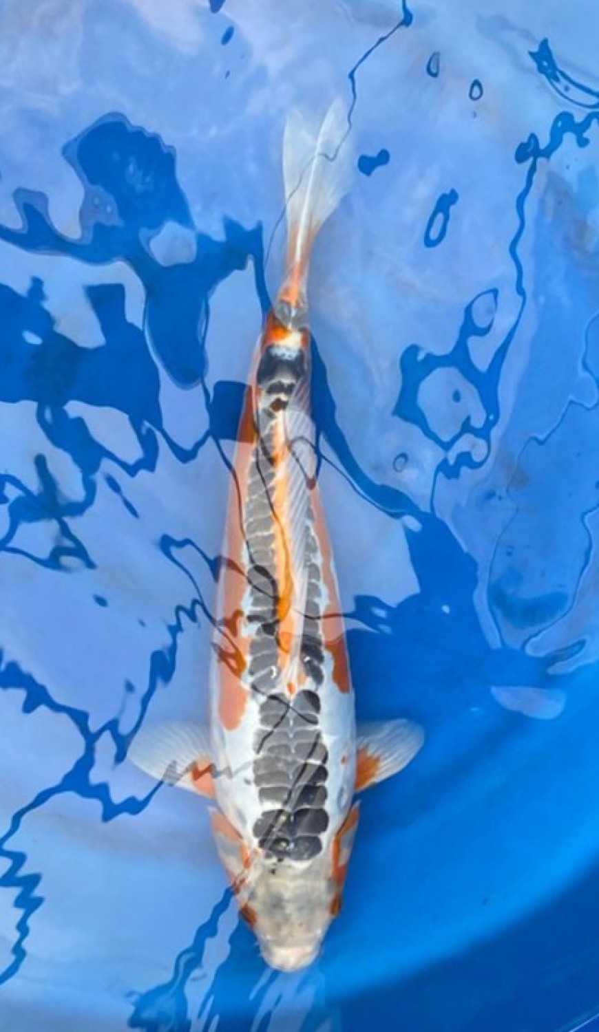 Juara 2