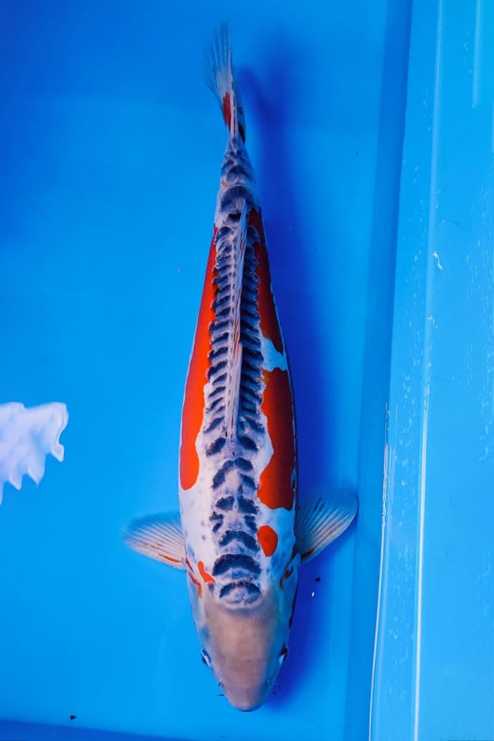 D. Cempaka Prize 61 - 65 cm