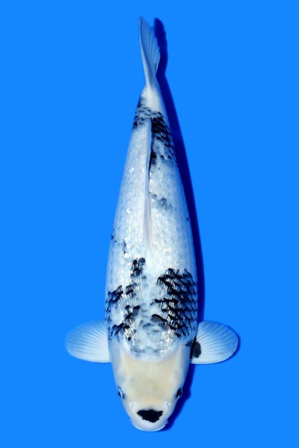 Juara 1