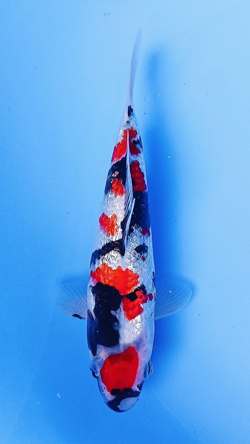 B. Melati Mini Champion