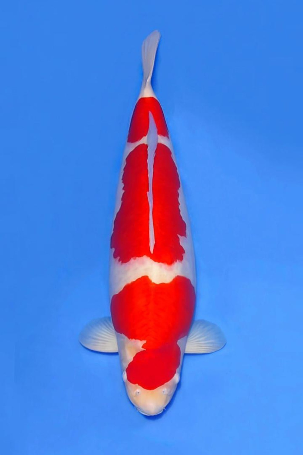 Juara 1