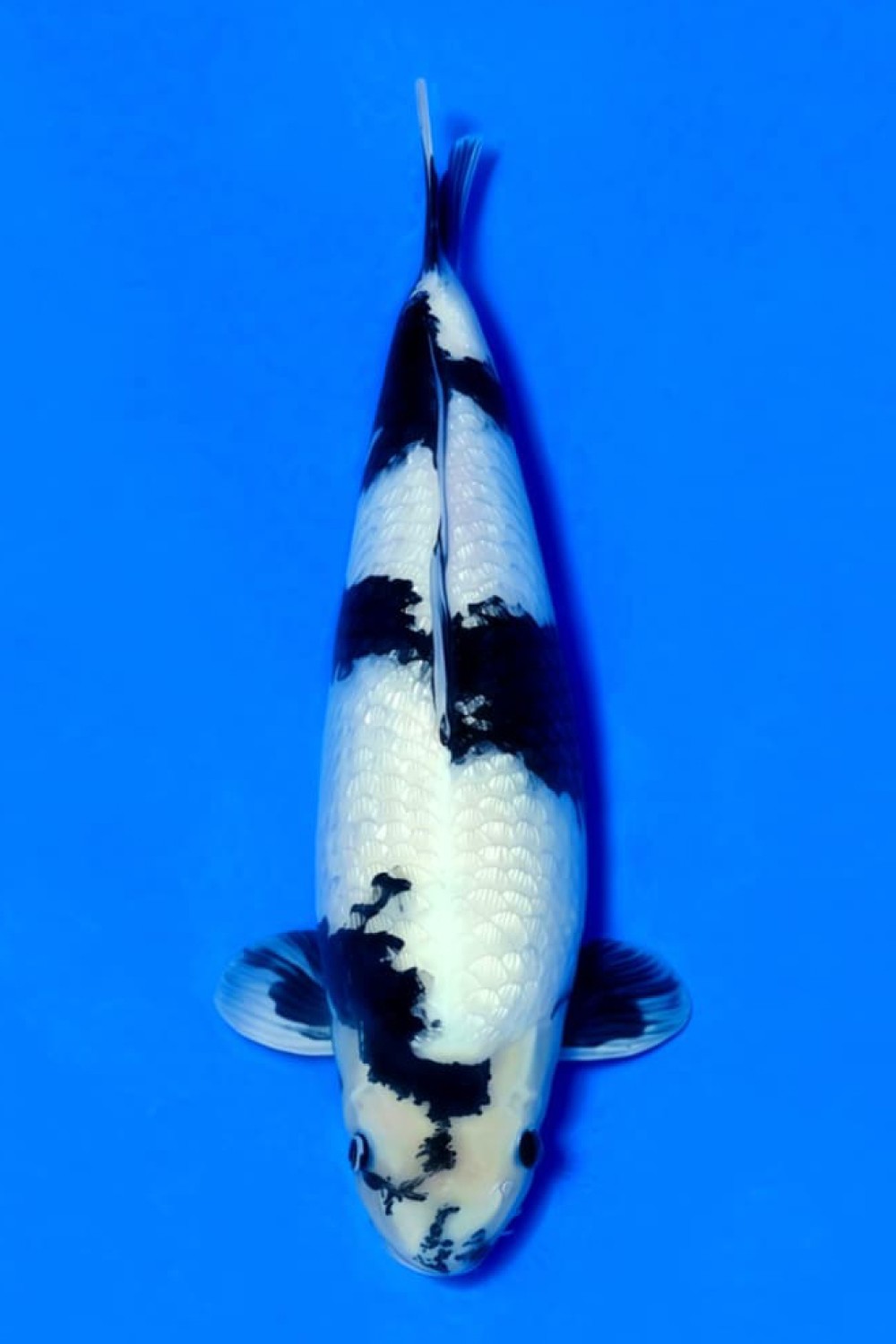 C. Anggrek Prize 46 - 50 cm