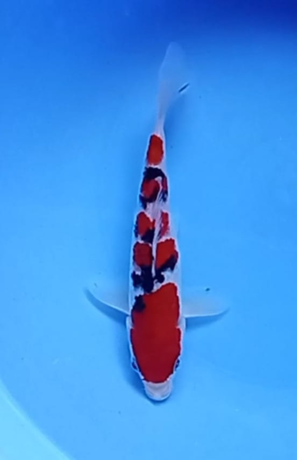 Juara 5