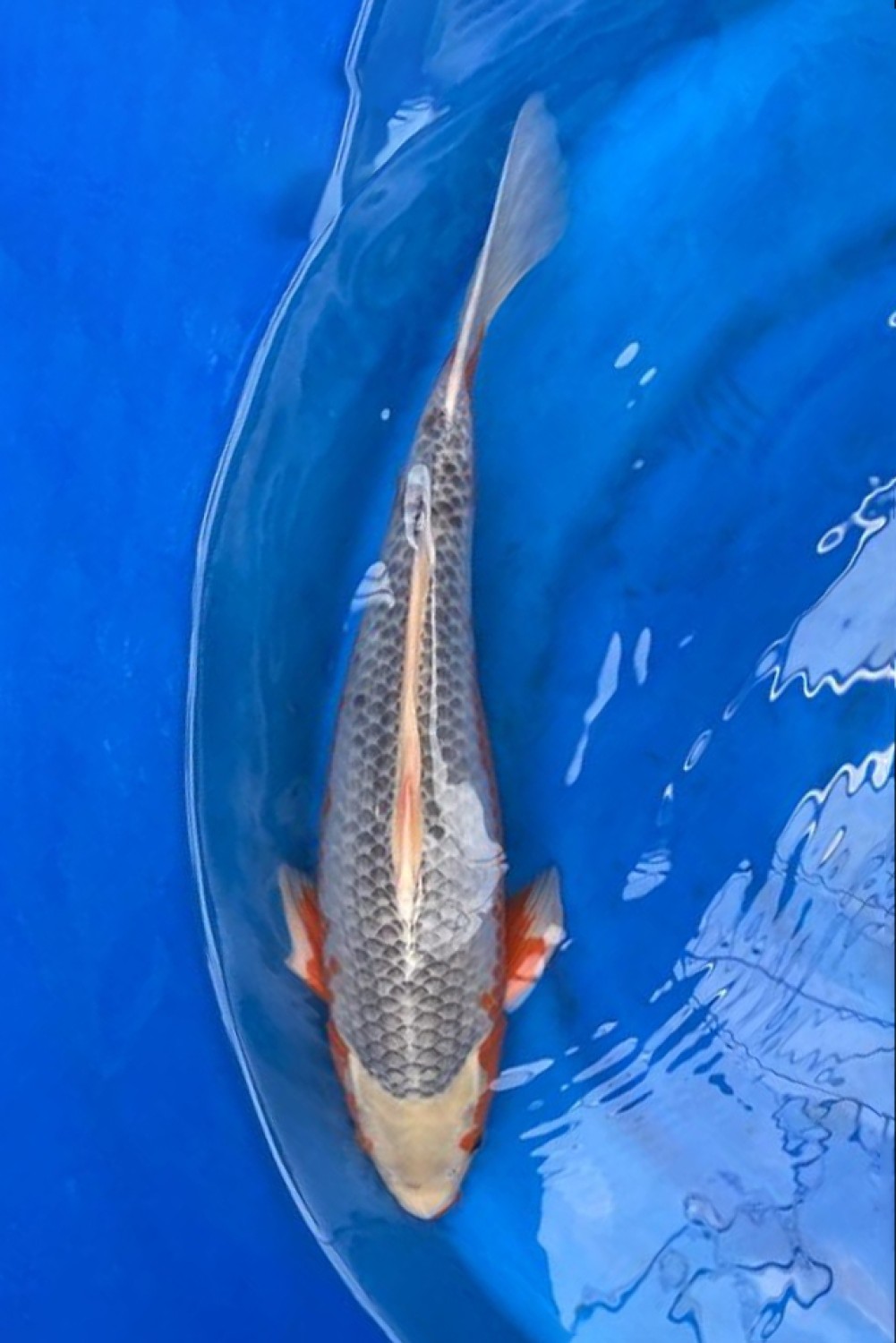 Juara 1