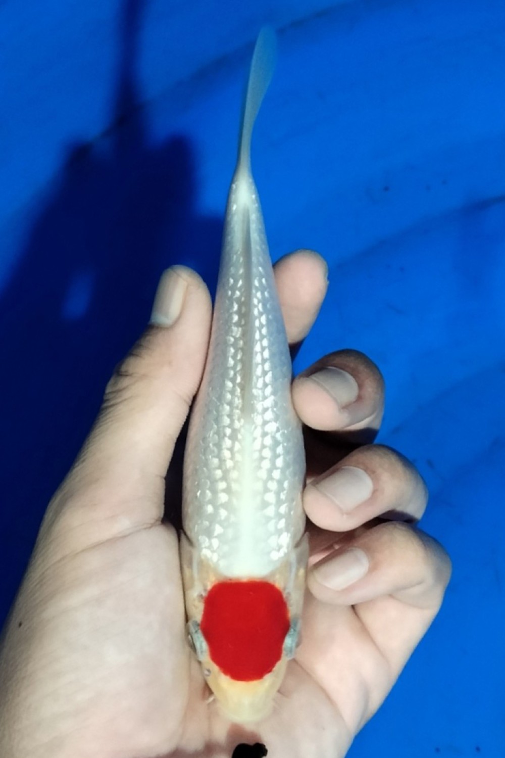Juara 2