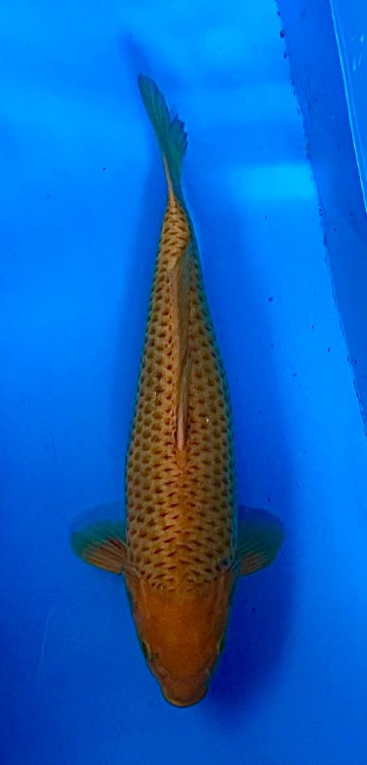 Juara 1