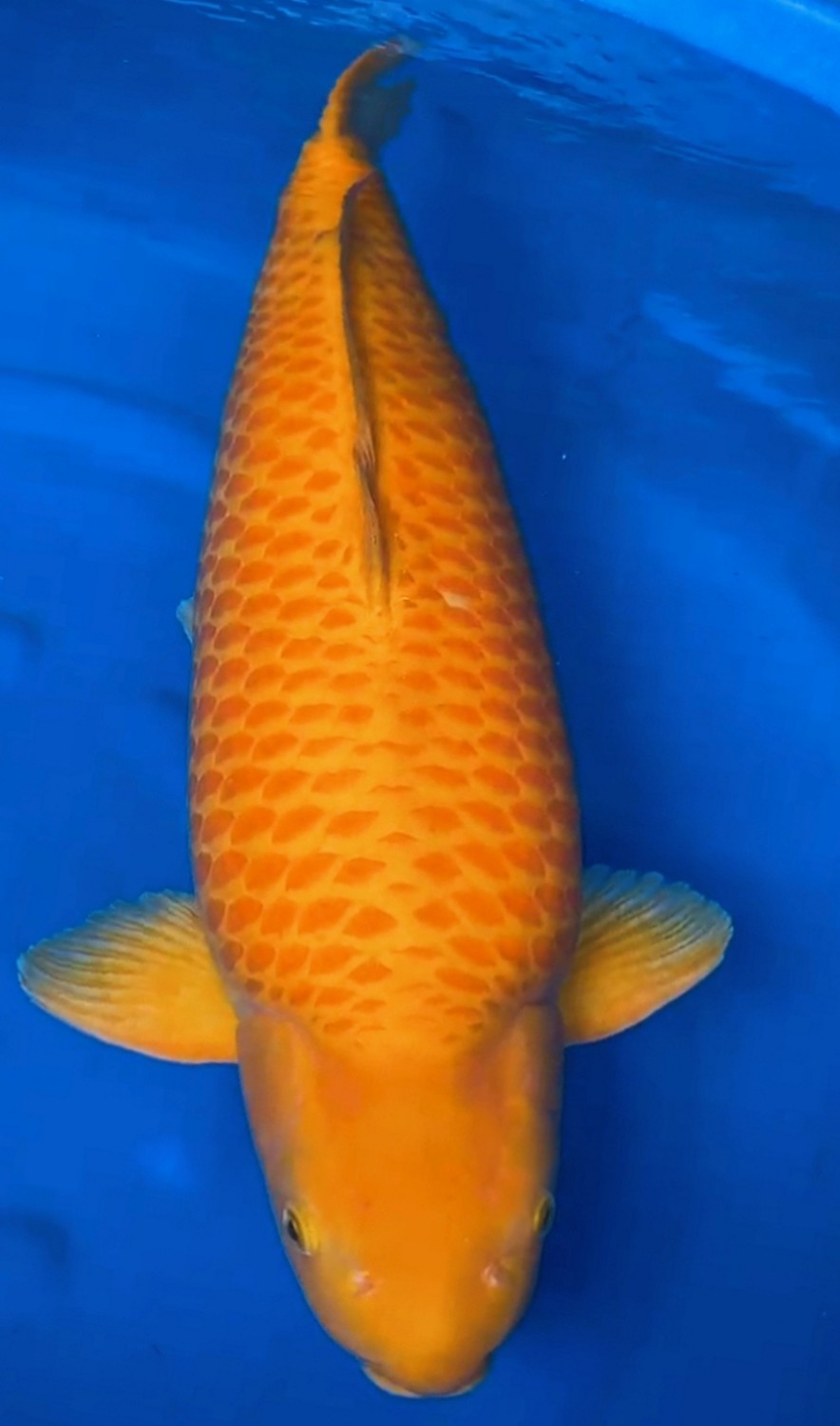 E. Kamboja Runner-Up Grand Champion