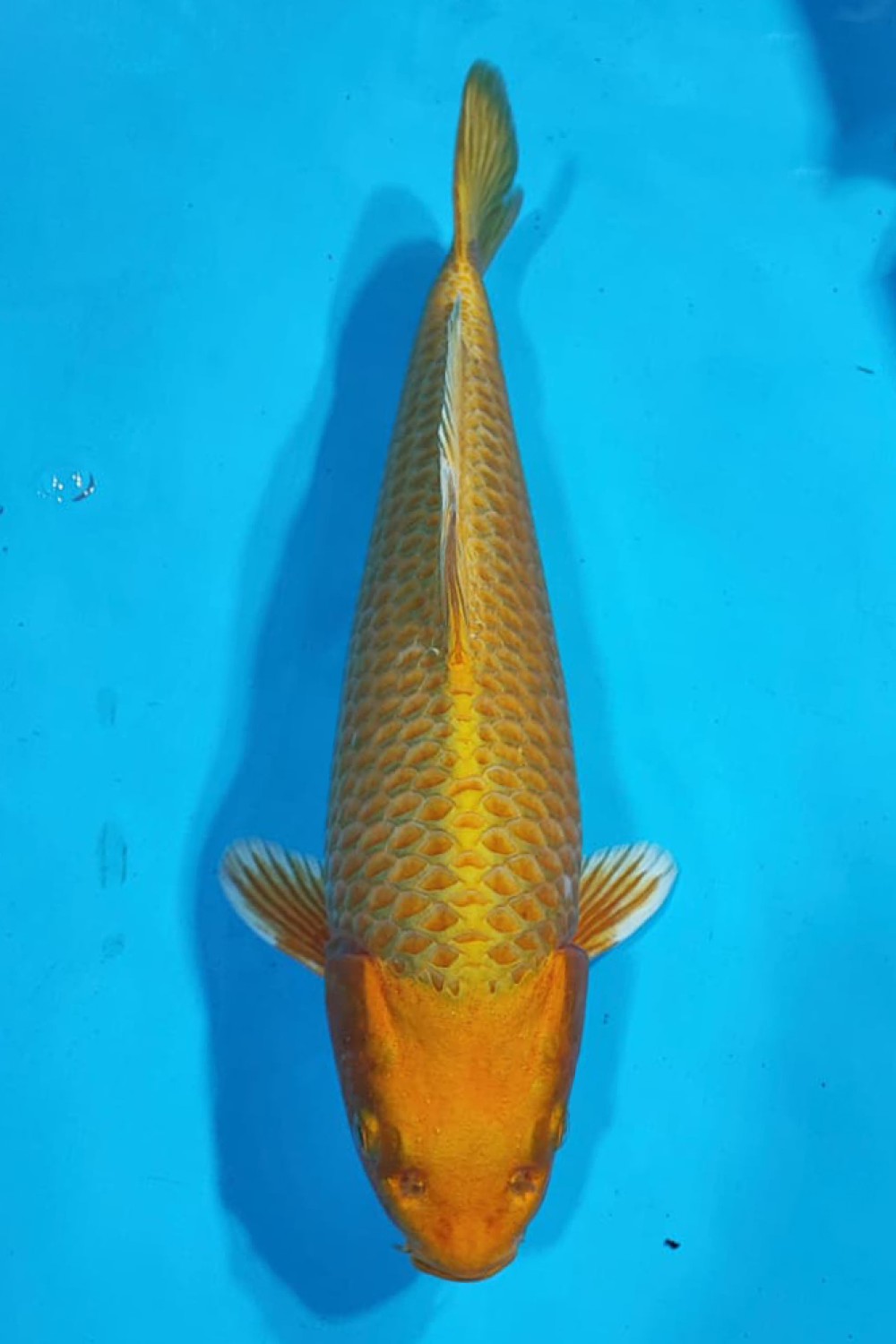 Juara 1