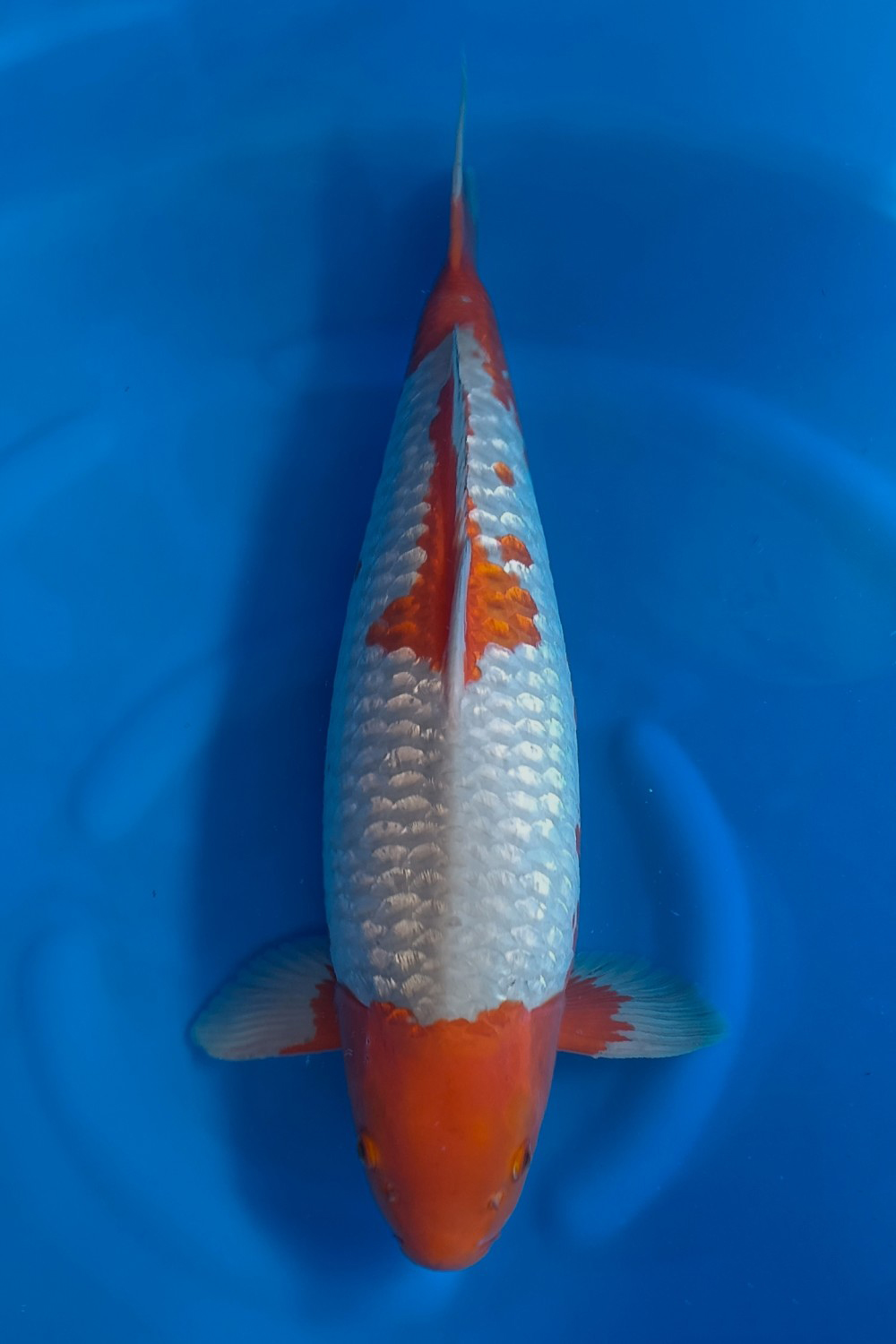 C. Anggrek Mature Champion