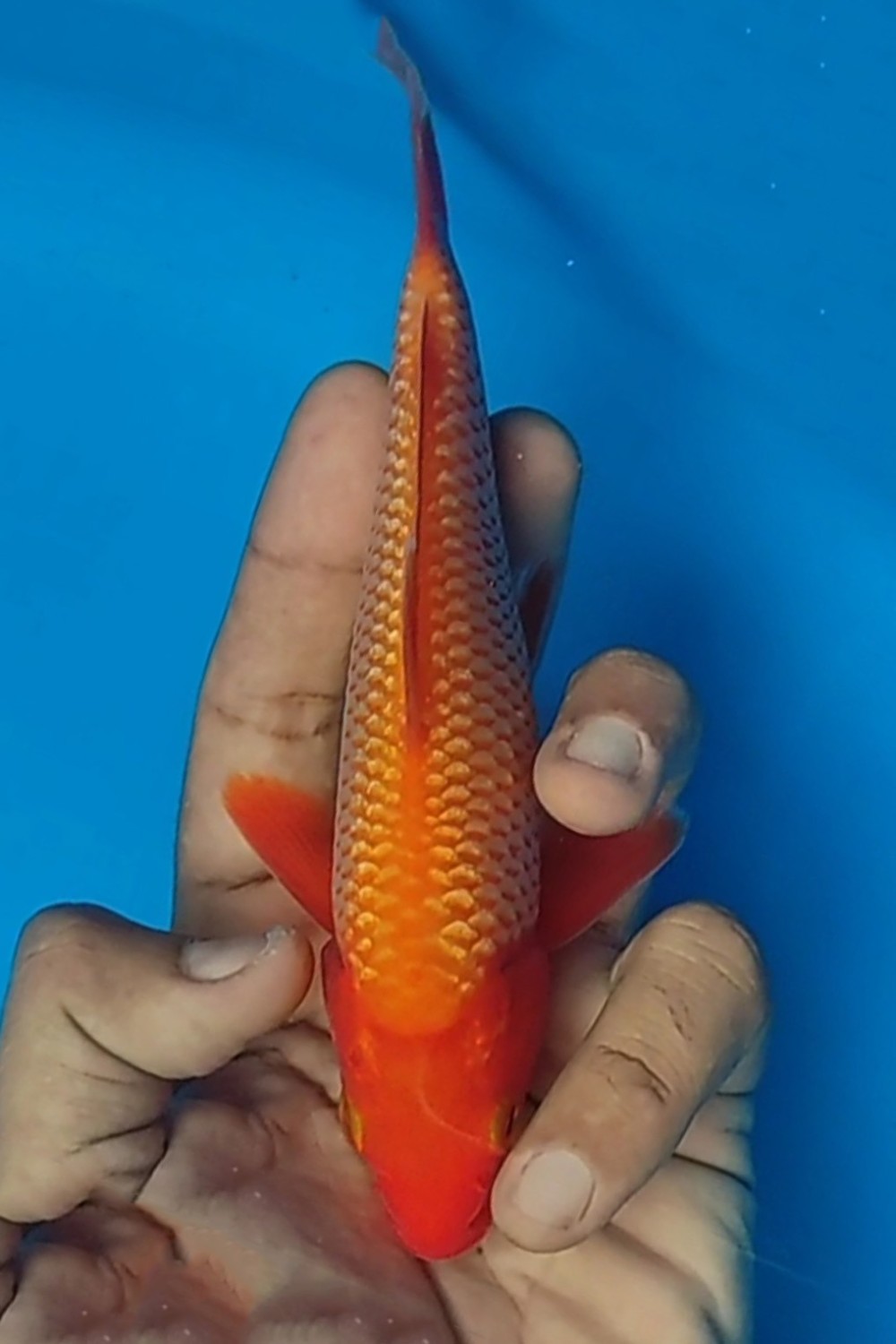 E. Kamboja Prize 13 - 15 cm
