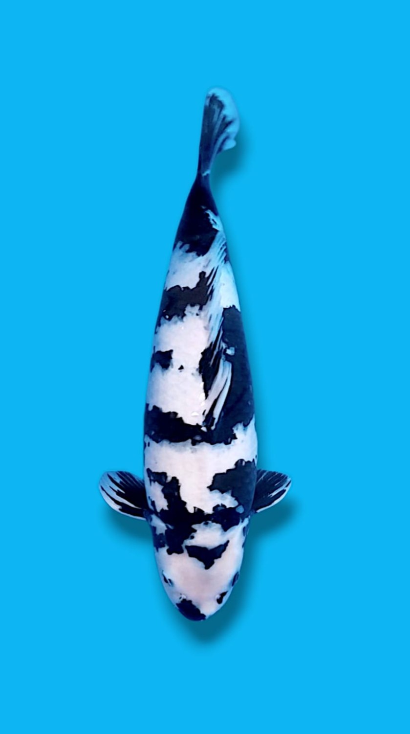 Juara 3