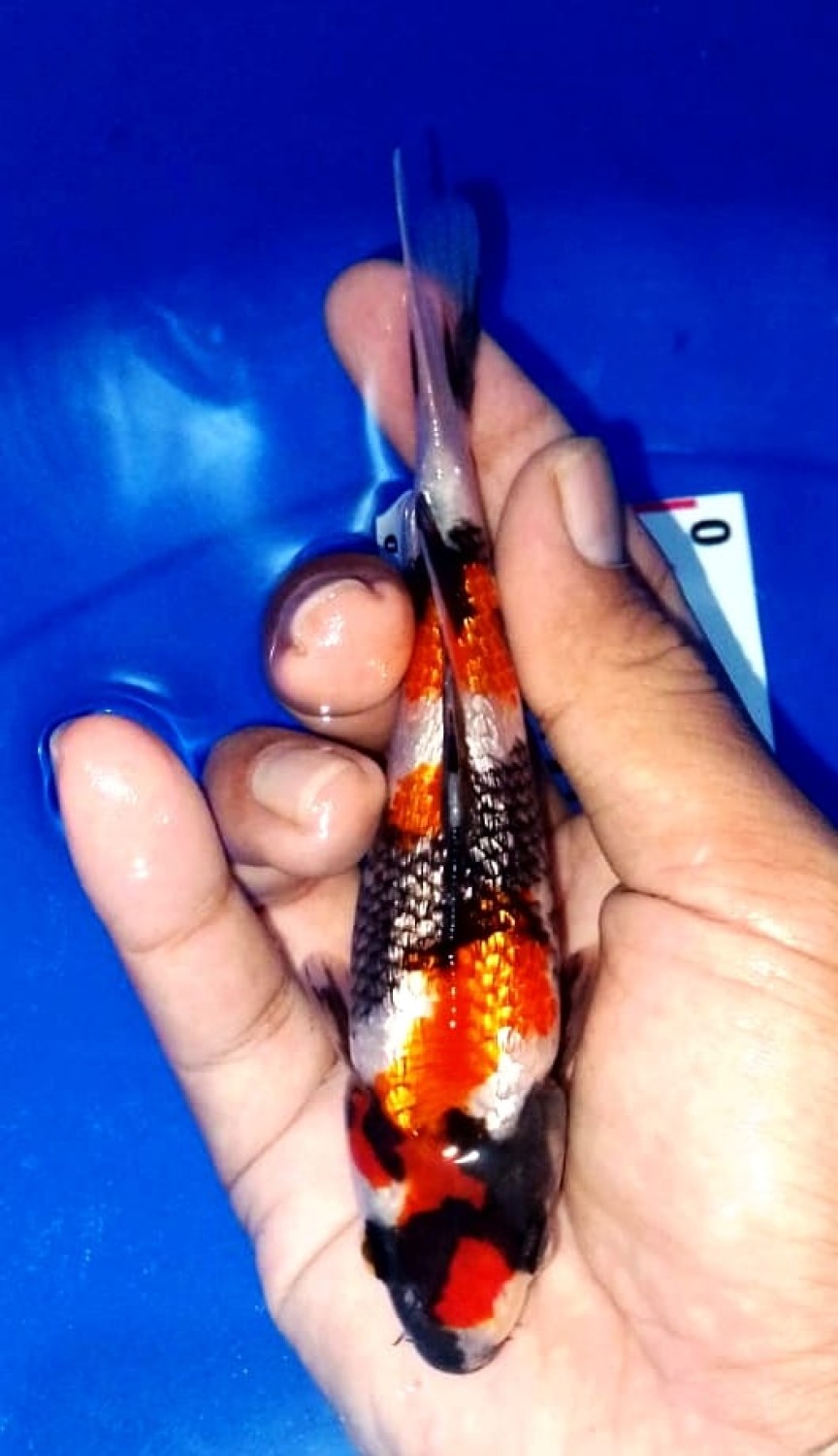 Juara 1