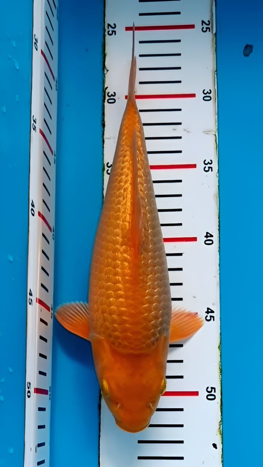 E. Kamboja Prize 31 - 35 cm