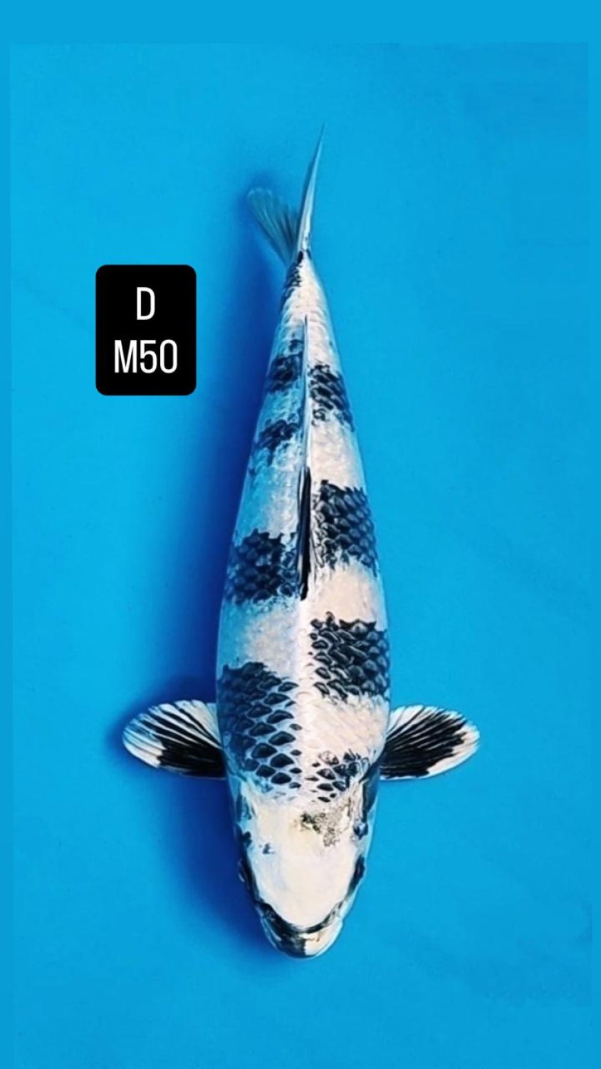 D. Cempaka Prize 46 - 50 cm