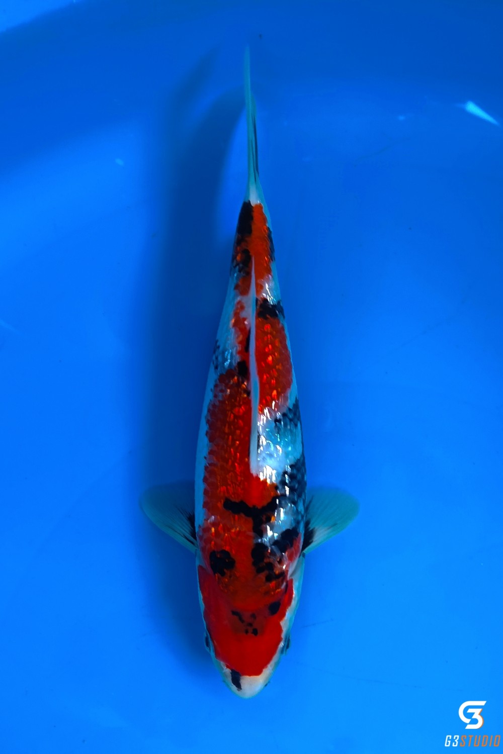 Juara 3