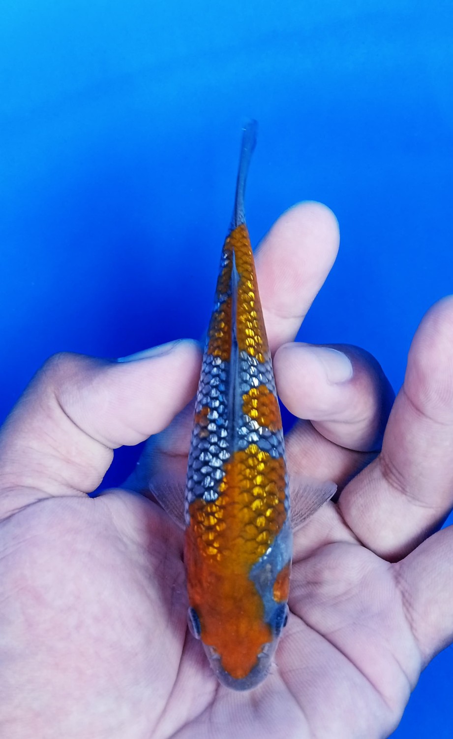 Juara 5