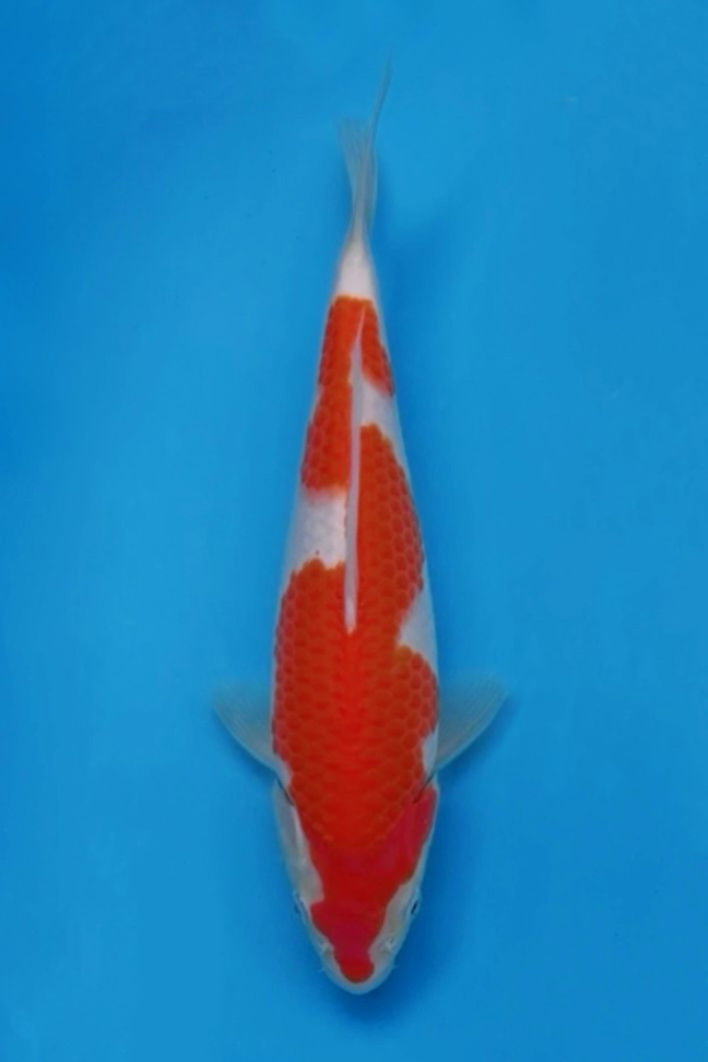 Juara 1