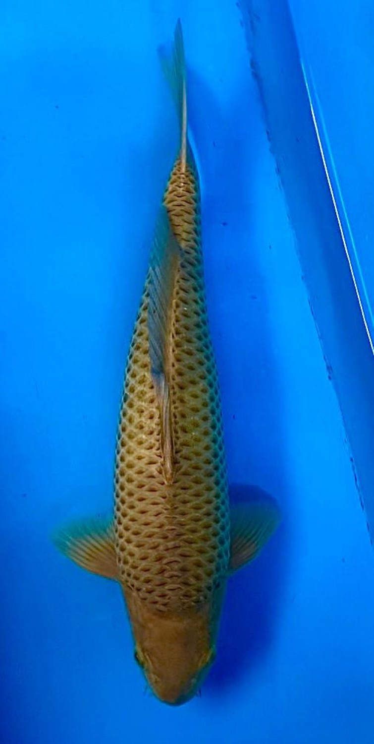 Juara 4