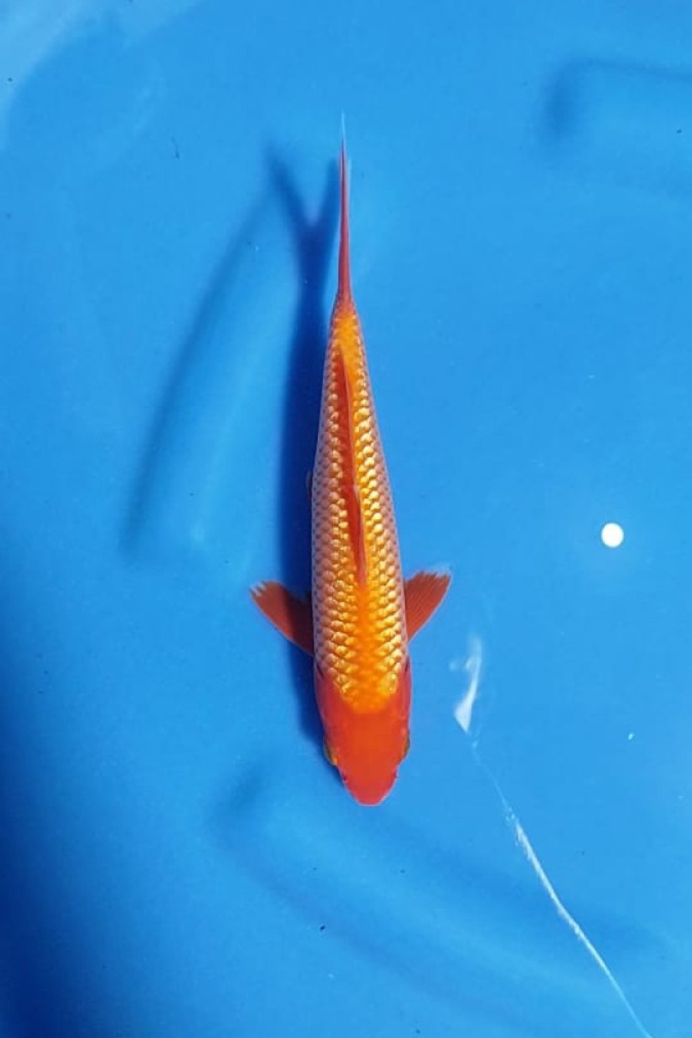 Juara 5