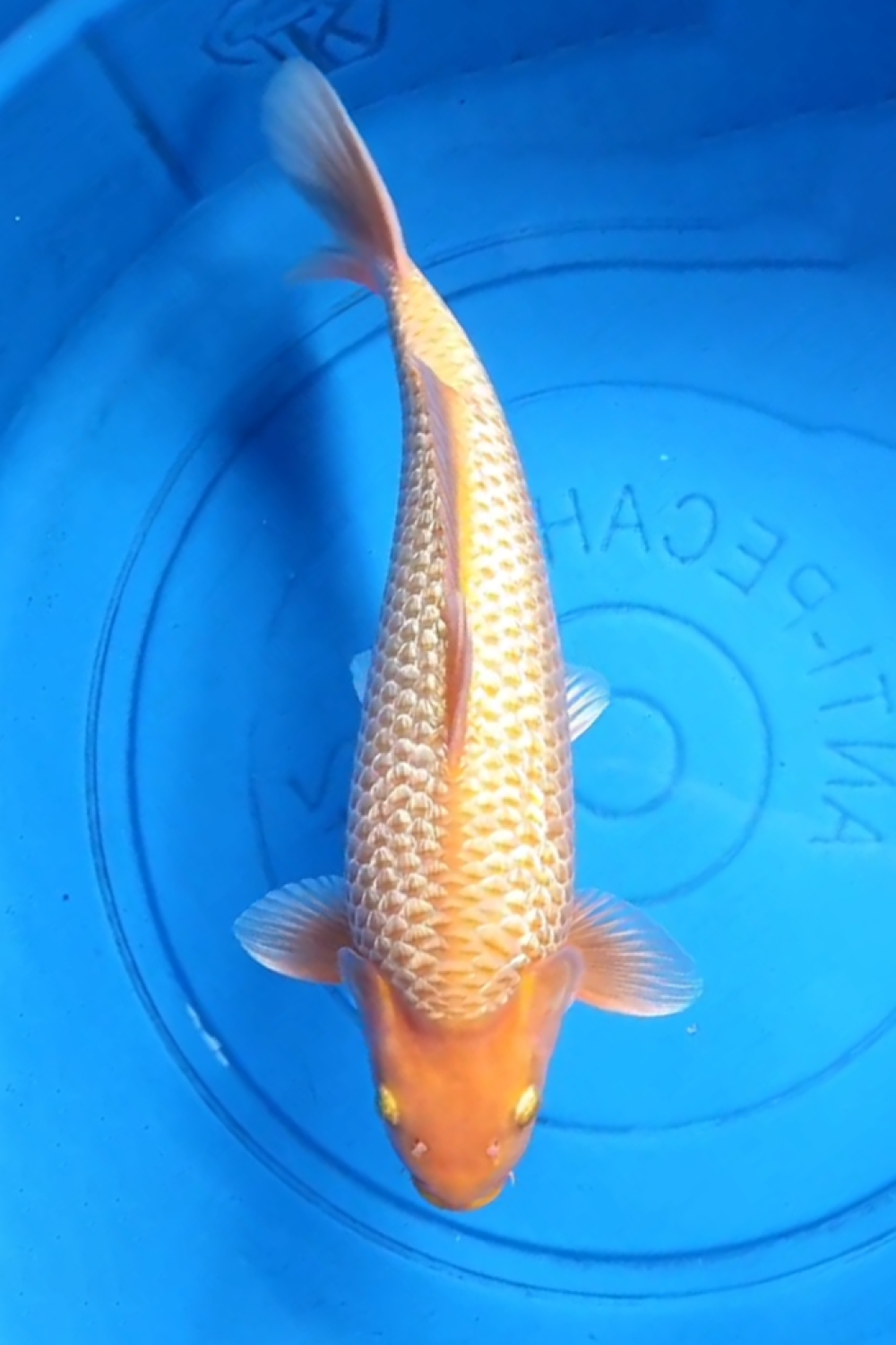 E. Kamboja Prize 36 - 40 cm