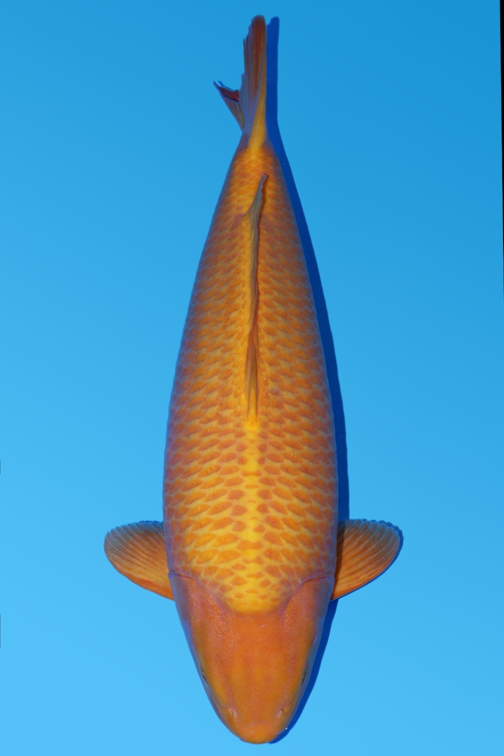 Juara 1