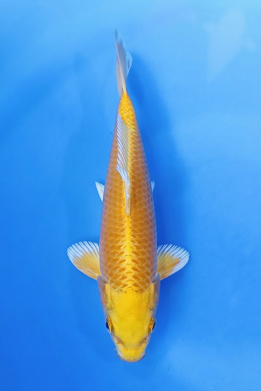 Juara 3