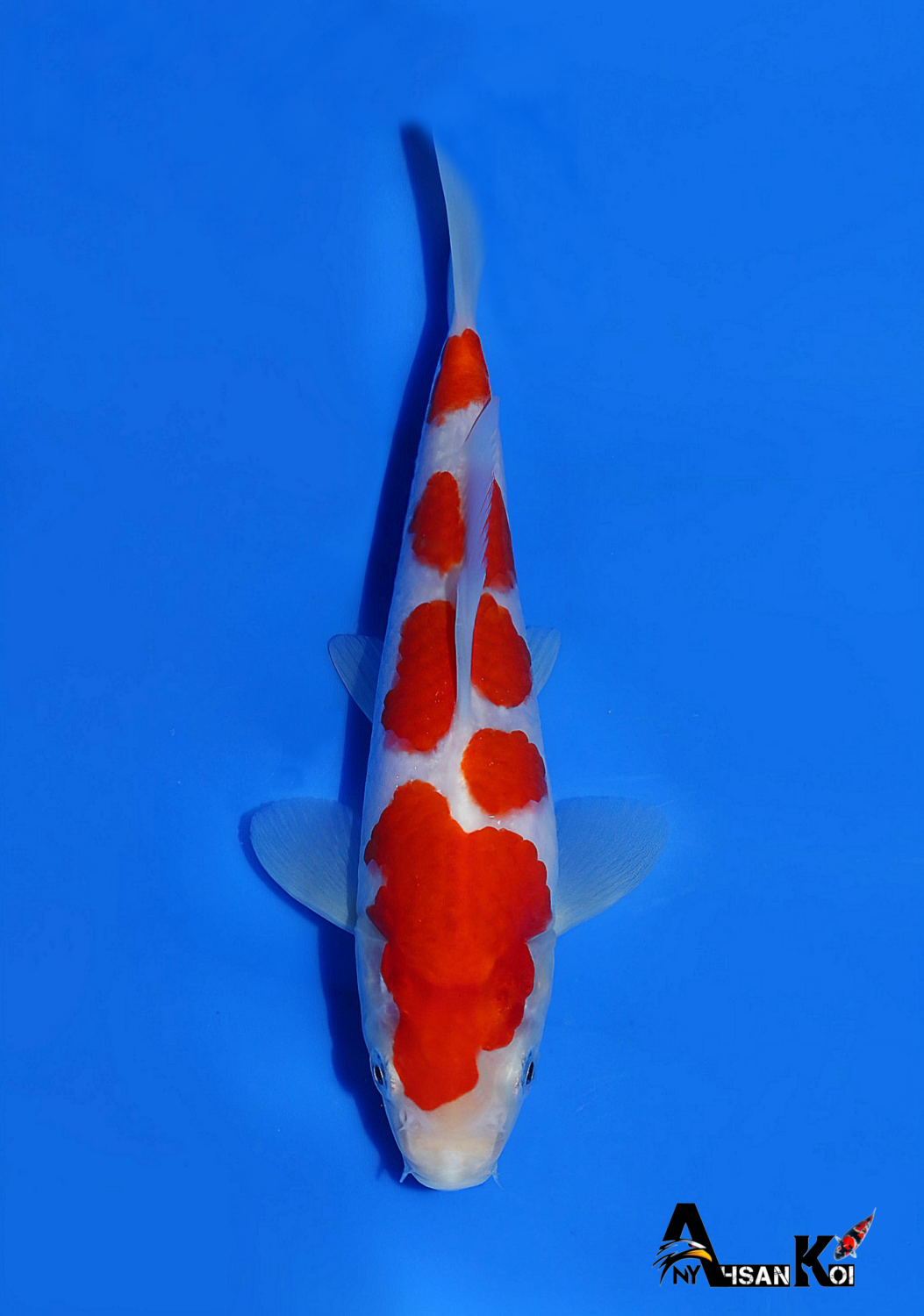 Juara 5