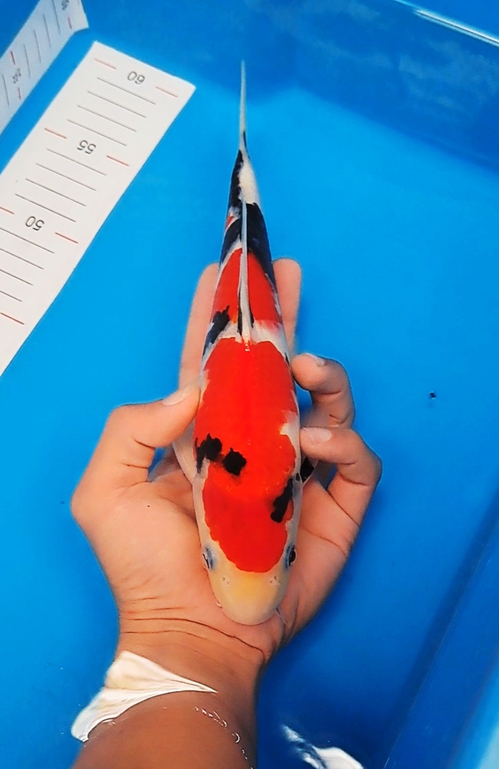 Juara 2