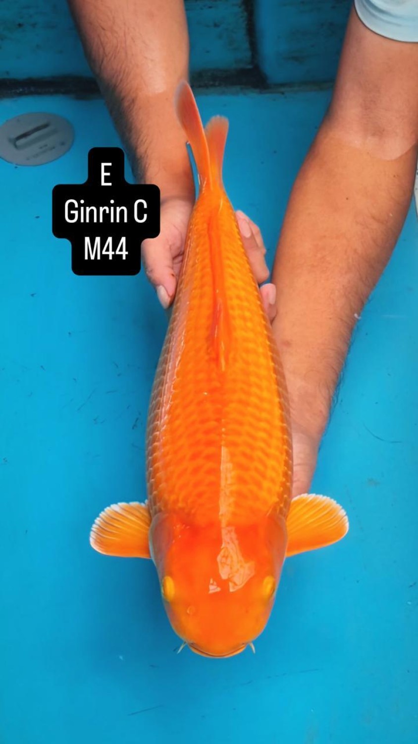 E. Kamboja Prize 41 - 45 cm