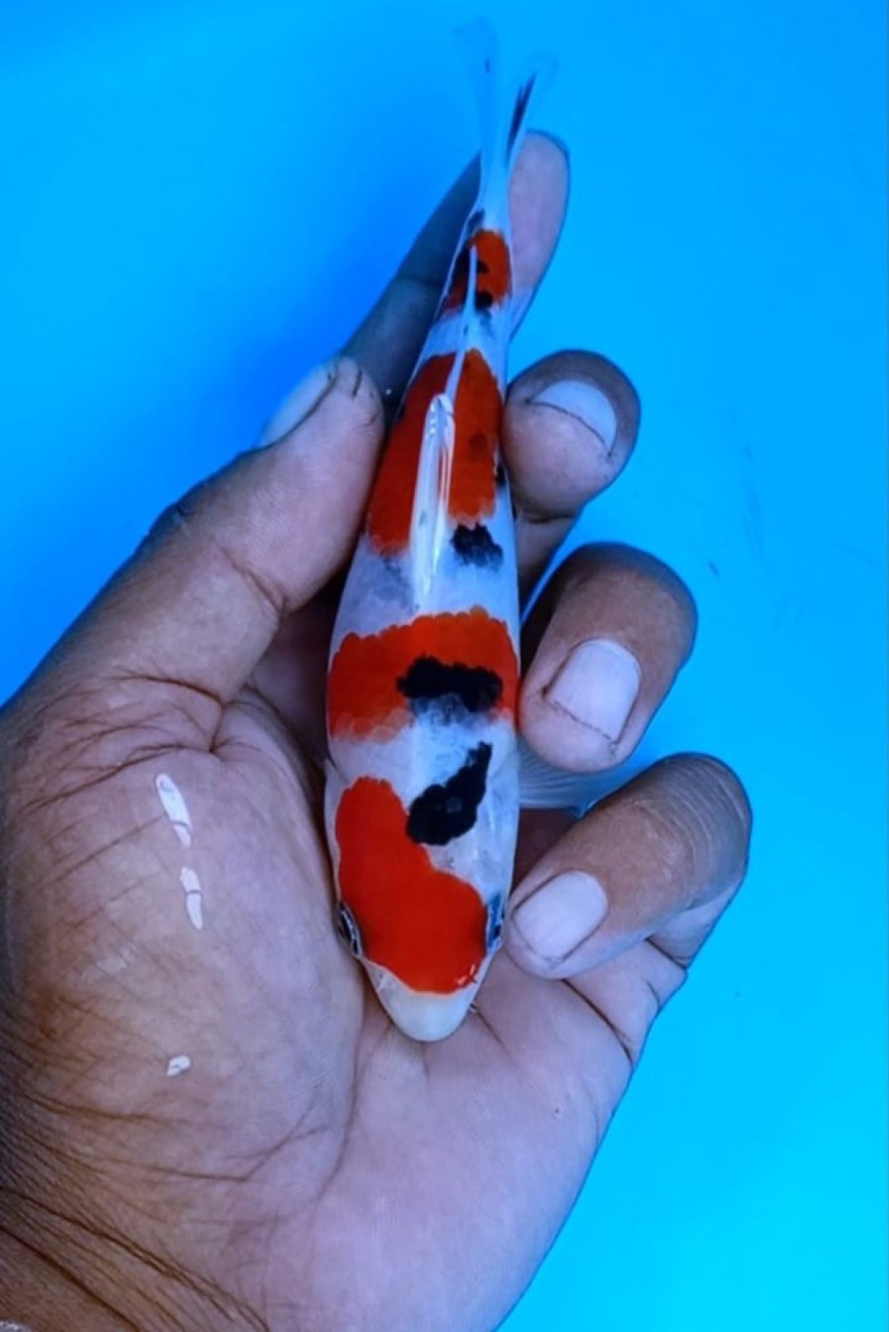 Juara 2