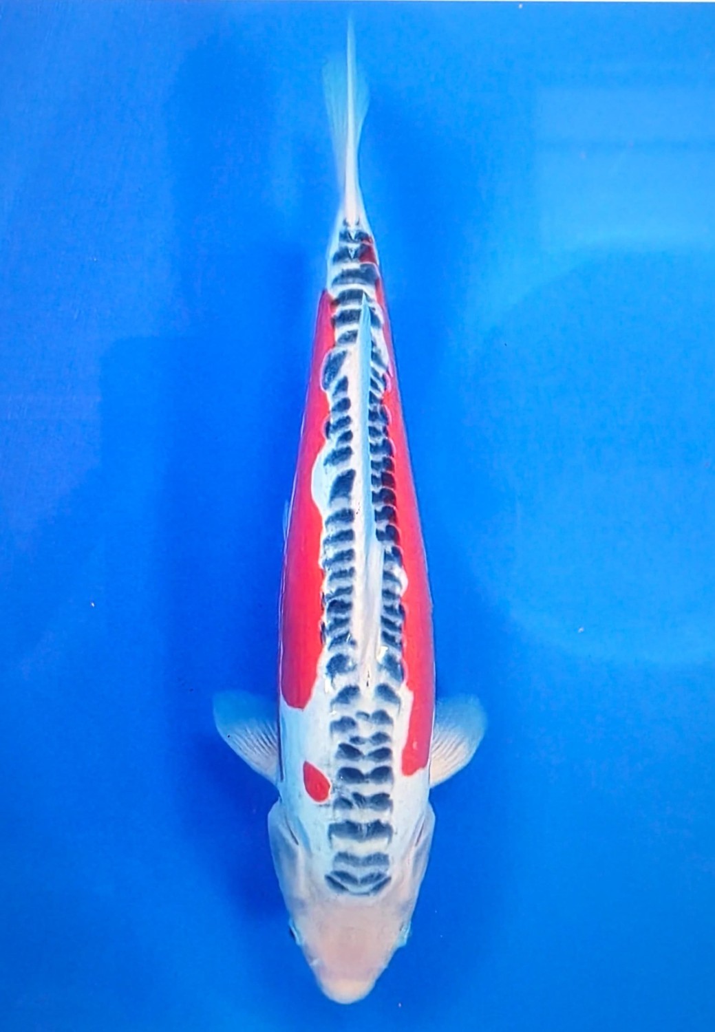 Juara 1