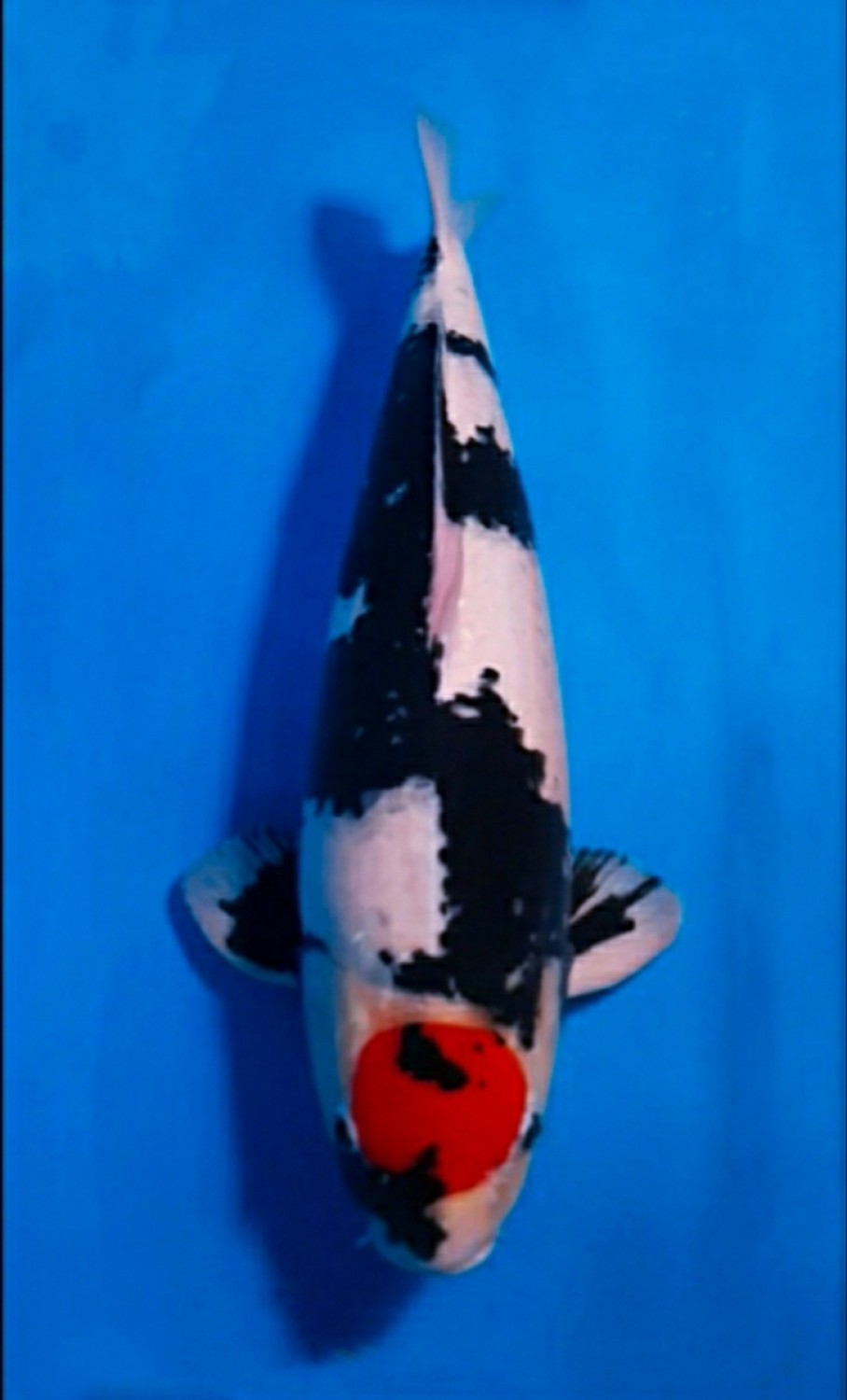 Juara 2